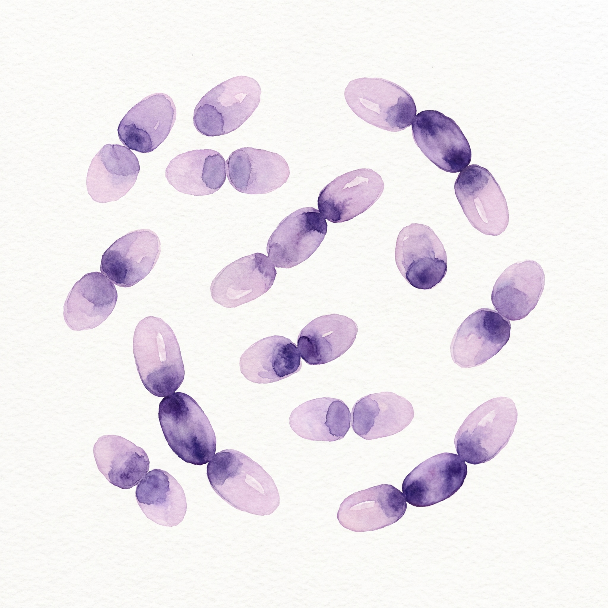 Enterococcus faecium scientific illustration
